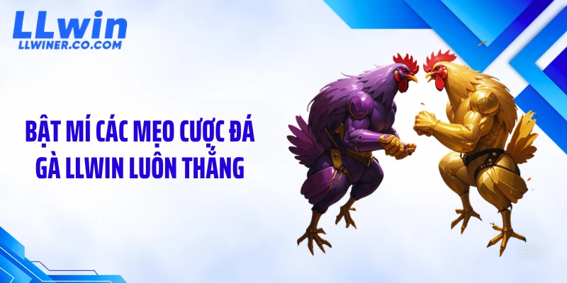 Bật mí các mẹo cược đá gà LLWIN luôn thắng